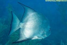 spadefish